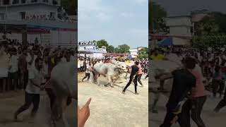 Kunduru Ram bhupal Reddy  kondaiah swamy jackpot 🥈nd place budda gitta bhodi gittakrbr bulls [upl. by Fuchs]