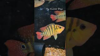 Wild caught Red Terror Mesoheros FestaeCichlid Aquariumhobby [upl. by Changaris146]