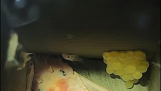 How to Collecting bristlenose pleco eggs amp fry [upl. by Anilem365]