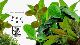 Top 5 Easy Aquarium Plants [upl. by Cirilla]