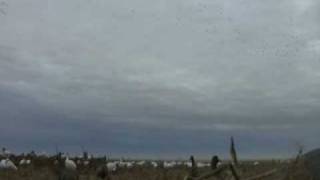 snow goose hunting saskatchewan [upl. by Towill]