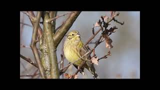 wulp geelgors rietgors in Westerwolde [upl. by Kcinemod]