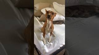 Basenji family youtubeshorts dogbreed ytshorts [upl. by Etaner]