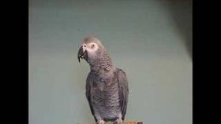 TigerBird African Grey Parrot Amazing Talking smart talk bird [upl. by Regnij]