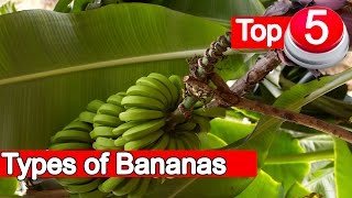 Top 5 Types of Bananas [upl. by Haldi]