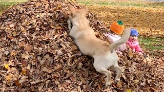 Stella Shares the Leaves sort of [upl. by Weinstock]