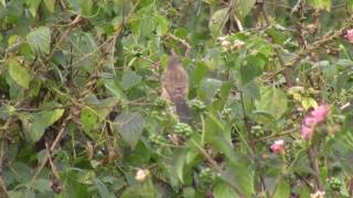 Birds of India  Bulbuls Thrushes Starlings [upl. by Ruffin]