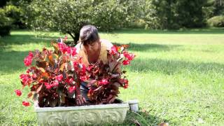 How to Plant a Begonia  Begonias [upl. by Levey6]