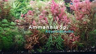 Ammannia Sp Senegalensis and Ammannia Sp Gracilis A Case of Two Identical Aquarium Plants [upl. by Albric]