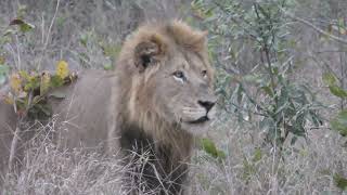 Ulusaba Lodge in 4K  Kruger Park  South Africa  Lion Sighting  10 September 2023 [upl. by Imot]