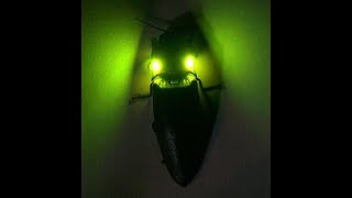 El insecto más luminoso del mundo 💚 [upl. by Namurt]