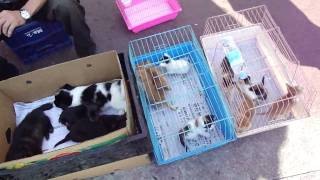 Songtan South Korea Pet StoreMP4 [upl. by Elynad]