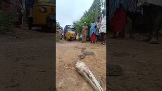 😱கிராமத்தில் வந்த 🐍பாம்பு என்ன செஞ்சது 😨trapped bird What happened to the birds snake village [upl. by Hunt]