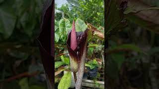 Amorphophallus spectabilis fully bloom nature relaxing amorphophallus gardening plantvanjava [upl. by Dimah]