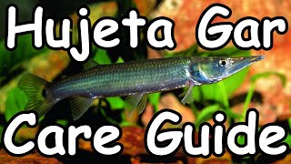 Hujeta Gar Care Guide  Ctenolucius hujeta [upl. by Yvon67]