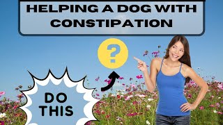 How To Help A Dog With Constipation – Here’s What You Do [upl. by Four]