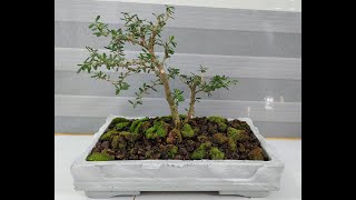 Linh Sam Bonsai  Desmodium Unifoliatum repot [upl. by Suitangi]