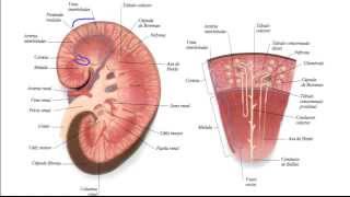 Histología Sistema renal [upl. by Eliot]