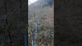 High density Apple orchard 🍎❤️foryou nature orchard love orchardfarming farming [upl. by Hplar201]