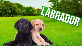 Labrador Showlinie vs Arbeitslinie Unterschiede und Merkmale [upl. by Matt]