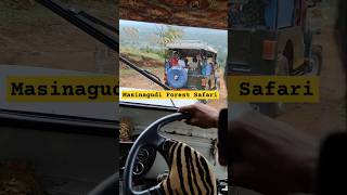 Masinagudi Jeep Safari shorts forest safari jeepsafari trekking [upl. by Cathlene]