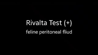 Rivalta test Feline peritoneal fluid 李凡他試驗 貓咪腹水 腹膜炎 FIP [upl. by Ahsirtal377]