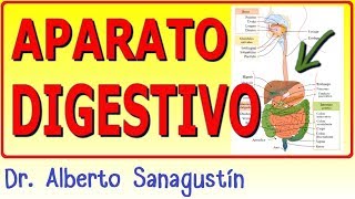 SISTEMA DIGESTIVO ✅ anatomía y fisiología [upl. by Curren]