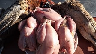 How To Prepare And Cook A PheasantPart 1 Bird Preparation [upl. by Pfaff]