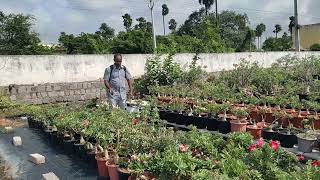 Fungicides for Adenium hyderabadadeniums 9014408675 [upl. by Relly]