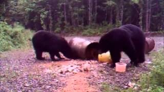 Bear Hunting in New Brunswick Canada [upl. by Hanna]