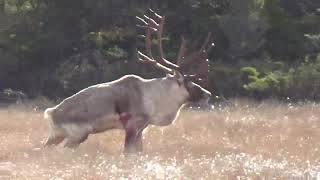 Effords Hunting Adventures Mark Peterson kills a trophy Woodland Caribou [upl. by Ik]