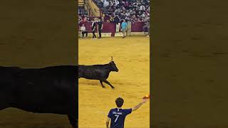 😱IMPRESIONANTE SALIDA TERCERA VAQUILLA 121024 FIESTAS DEL PILAR 2024🤯 toro toros parati fyp [upl. by Strickland863]