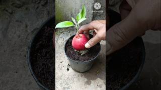 The Best Techniques for Apple Tree Propagationshorts shortsfeed [upl. by Imef]