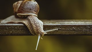 15 MindBlowing Snail Facts🐌🌿🔍 [upl. by Eecats724]