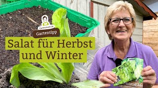 Salat für Herbst und Winter ansäen Zuckerhut Zicchoriensalat und Butterkopf [upl. by Eeb]