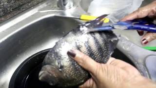 How to clean karimeen  pearl spot fish  കരിമീൻ എളുപ്പത്തിൽ എങ്ങനെ ക്ലീൻ ചെയ്യാം [upl. by Netsew]