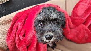 Miniature Schnauzer Puppy First Day at New Home [upl. by Fredericka176]