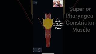 Part’s of Pharynx  Pharynx  Anatomy pharynx anatomy medical music science anatomymadeeasy [upl. by Rengia]