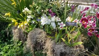 Orchids in Moss Hanging Baskets 2024 Chicago Botanic Garden Orchid Show February  March 2024 [upl. by Gonroff]