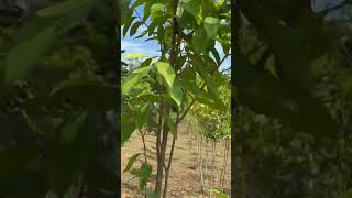 Aquilaria tree farming in Vietnam [upl. by Yraeht]