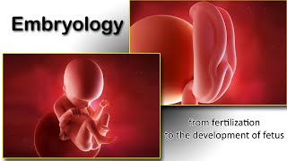 Embryology animation fertilization to development of the nervous system everything in one place [upl. by Artamas]