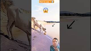 animals camel cow goat [upl. by Eelsew293]