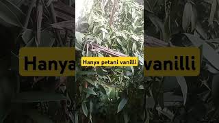 Vanilli planifoliashortspetanivanillipetaniindonesia [upl. by Atsirtal]