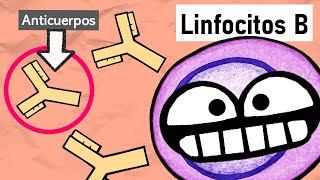 LINFOCITOS B  Activación y Cambio de Clase Isotipo [upl. by Lleneg884]