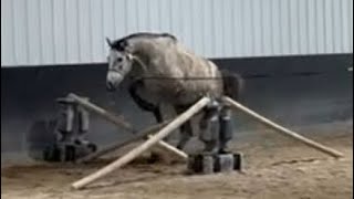 Majestic Grey American Warmblood Horse Captivating Free Jumping Displayquot [upl. by Siraval2]