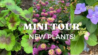 Mini tour and new plants in mom’s garden  rachelshomeandgarden3348 [upl. by Hardan]