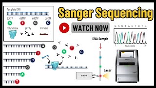 Sanger Sequencing Comprehensive Guide to Principles Techniques amp Applications  Molecular Biology [upl. by Ringe]