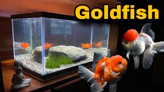 El ACUARIO de GOLDFISH [upl. by Niamor637]