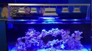 Reef Tank Led Flood Lights [upl. by Scheck]