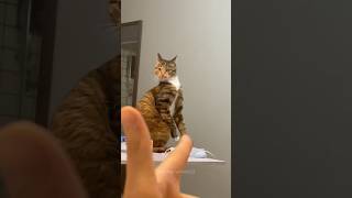 Don’t point at your cat 😅cat catsoftiktok fyp catlovers cutecat funnycat [upl. by Einwat453]